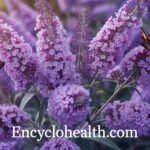 butterfly bush